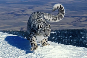 В заповеднике Тувы впервые за 20 лет обнаружили следы снежных барсов