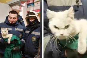 Очень недовольного кота достали из вентиляции
