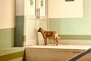 Собака помогла найти хозяина, который неделю блуждал в пустыне