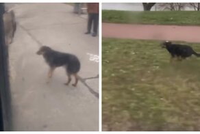 Бездомная собака бежала за маршруткой, чтобы встретить парня, который её погладил