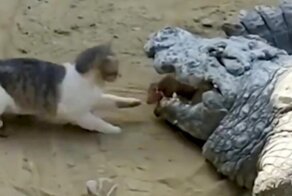 Проголодался: смелый кот достал мясо из пасти крокодила