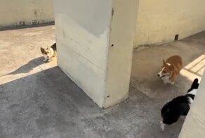 Весёлая игра собак в догонялки