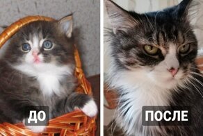 15 котяток, которые в благодарность своим хозяевам подросли и превратились в знатных котищ