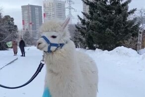 Альпака из челябинского зоопарка поздравила своих соседей с Новым годом