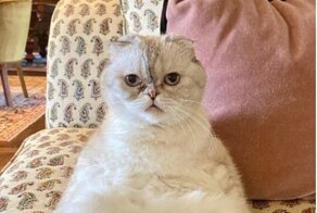 Кошка Тейлор Свифт заработала 97 миллионов долларов