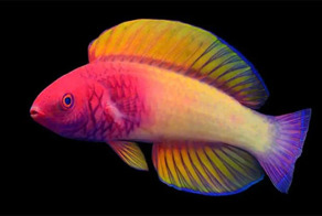 Эта радужная рыбка рождается самкой и с возрастом становится самцом