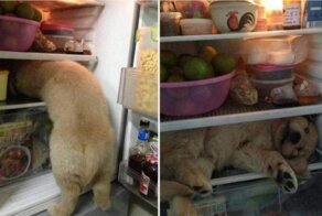 Фотографий забавных собак, которыми люди просто обязаны были поделиться
