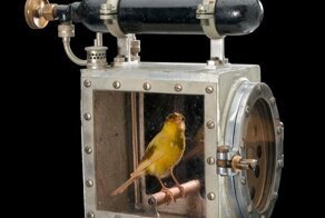 17 увлекательных изображений любопытных редкостей