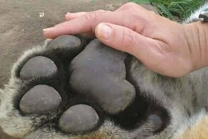 Поразительные фотосравнения, которые заставят взглянуть на мир иначе