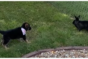 Первое знакомство щенка с кроликом