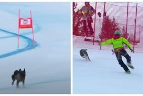 Озорной пёс выбежал  на трассу для горнолыжников во время соревнований