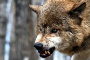 Лиса, медведь, волк и заяц: как в русском языке появились названия самых известных лесных зверей