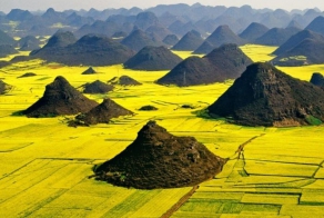 Цветение рапса в Китае (15 фото)