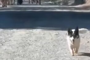 Позитивная встреча геодезиста с пастушьей собакой