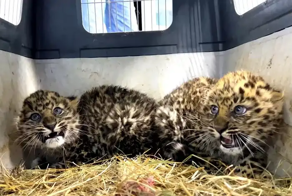 Маленьких леопардов спасли в Приморье