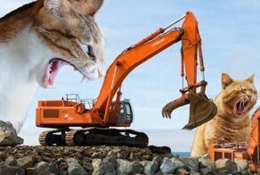 Инженеры выпустили календарь на 2023 с гигантскими кошками