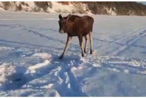 Любопытный лось вышел к рыбаку