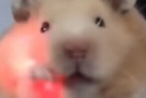 Прожорливый хомяк засунул за щёку то, что не следовало