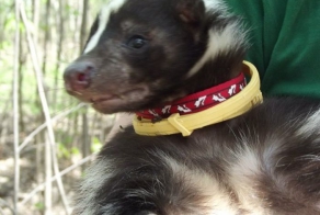 Скунс дома (15 фото)