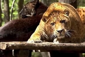 Самые необычные гибриды животных