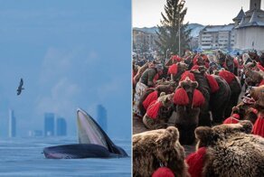 Медведи в деревне и кит в городе: 12 ярких фото с конкурса, посвященного дикой природе