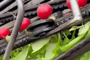 Сбор урожая редиса