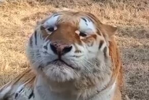 Как чихает тигр