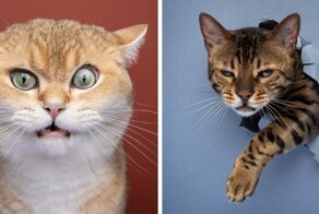 Фотограф из Германии делает потрясающие снимки котиков, показывая, сколько разных «я» может в них прятаться