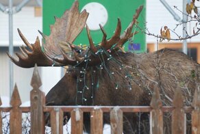 Из-за чего на Аляске приняли закон, запрещающий лосям употреблять алкоголь