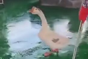 Гусь против любопытного тигрёнка