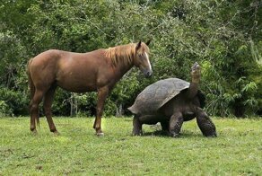 25 настоящих великанов, обитающих на нашей планете