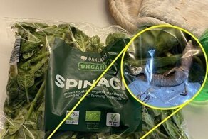 Супруги нашли в холодильнике ящерицу, больше недели прожившую в пачке шпината