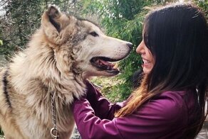 В США есть заповедник, где можно пообниматься с волками