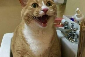 30 котов-чудиков, которые ведут себя максимально странно