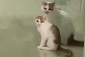Успешная кошачья синхронизация