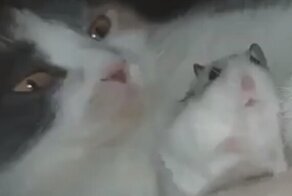 "Не пугай меня!": кот зевнул рядом с хомяком, напугав до чёртиков