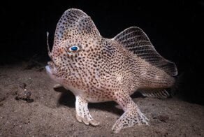 28 подводных снимков, которые захватывают дух