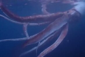 Японские дайверы засняли на видео гигантского кальмара