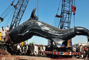 8 наиболее больших животных, когда-либо пойманных людьми
