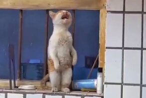 Жестокая пытка: кот не может добраться до колбасы