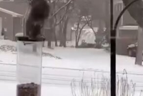 Неудачная попытка белки обокрасть птичью кормушку