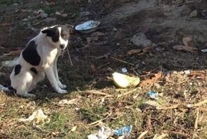 Минутка добра: 30 фото спасённых животных, которые греют душу