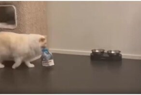 Голодный кот хочет, чтобы его покормили