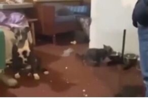 В Ярославской области полицейские арестовали двух наркобаронов и обезьяну