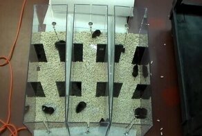 Экспериментаторы напоили грызунов, чтобы изучить влияние алкоголя на неверность