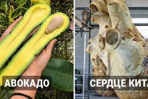 15 гигантских предметов и существ, которые поражают своими внушительными размерами