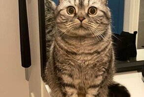 Огорчушки, одного взгляда на которых хватает, чтобы простить им даже будущие шалости