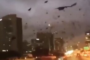 Дурное знамение? Тучи ворон кружат над Киевом