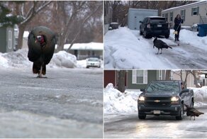 Агрессивная индейка терроризирует жителей трейлерного парка в Миннесоте