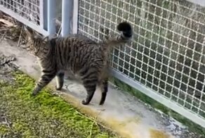 Дизайнерский кошачий штрих
